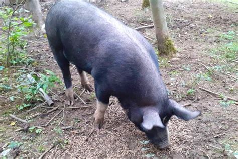 1 Berkshire Breeding Boar | SellMyLivestock - The Online Livestock ...