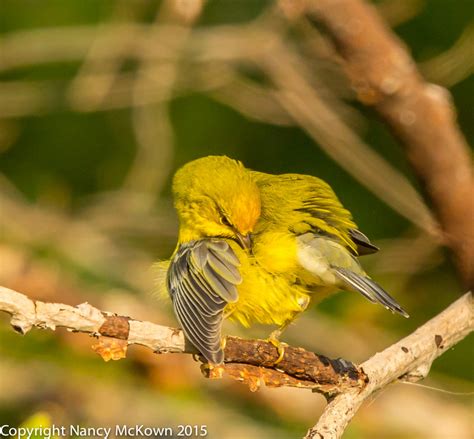 Photographing Blue Winged Warblers Welcome To