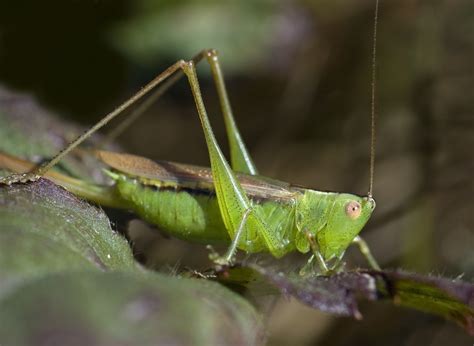 10 Fascinating Facts About Crickets Cricket Women Scientists Fun Facts