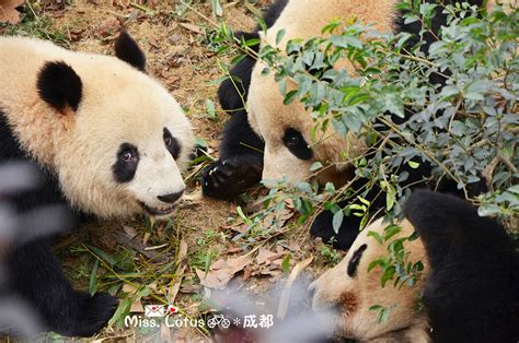 2022成都大熊猫繁育研究基地游玩攻略 里头建有各种齐全的大熊猫繁 【去哪儿攻略】