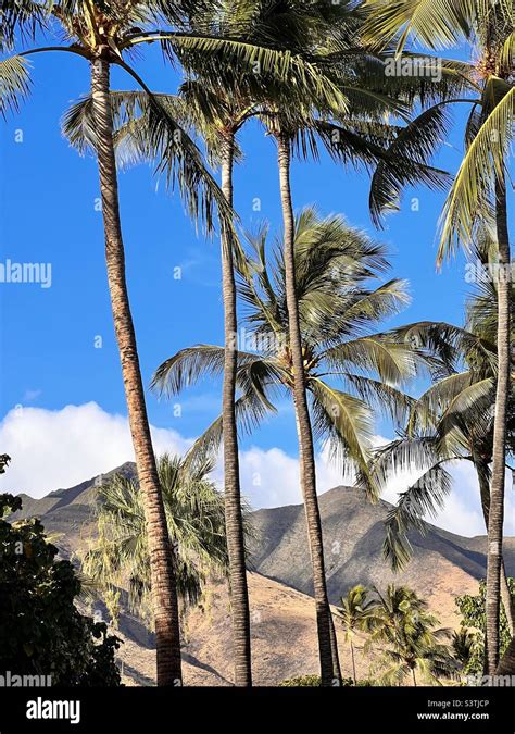 Hawaiianische bäume Fotos und Bildmaterial in hoher Auflösung Alamy