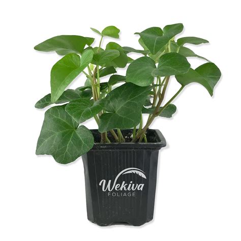 Green English Ivy Live Plant In A 3 Inch Pot Hedera Helix