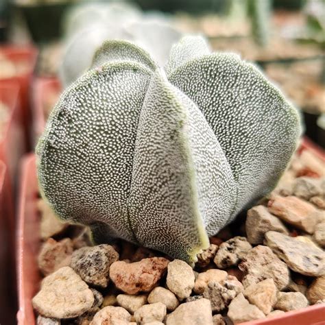 4 Inch Astrophytum Myriostigma Cactus Jungle