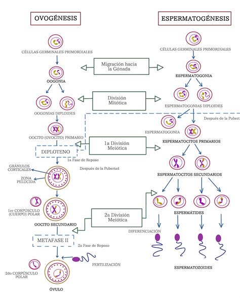 3 4 Diferencias entre ovogénesis y espermatogénesis Reproducción de