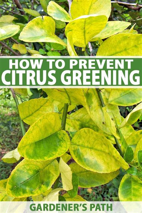 How To Identify And Prevent Citrus Greening Hlb Gardener’s Path