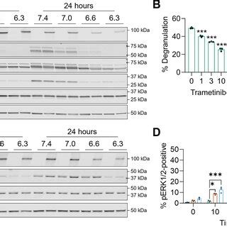The increased cytolytic activity of NHE1-expressing NK-92 cells does ... 