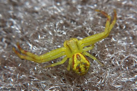 Northern Crab Spider Mecaphesa Asperata North American Insects