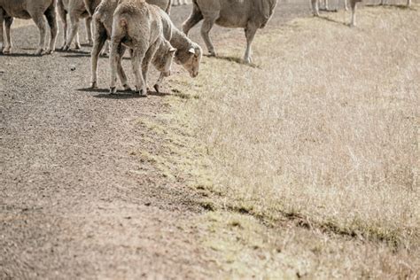 Image Of Sheep Walking On A Track Austockphoto