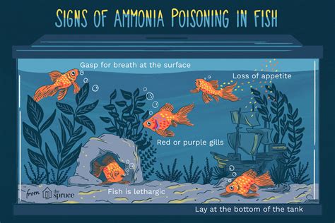 How To Treat Ammonia Poisoning In Aquarium Fish