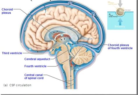 BMS 507 Ch 12 The Central Nervous System Exam 3 Flashcards Quizlet