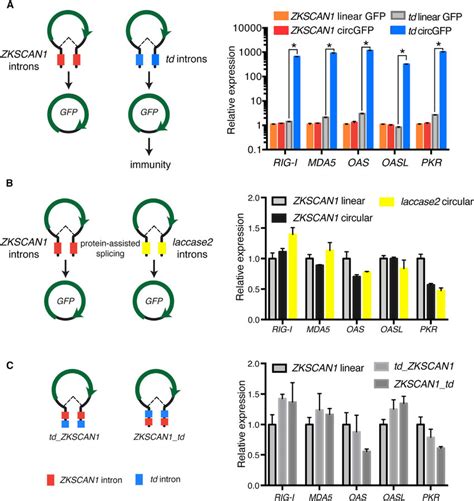 Intron Sequence Determines Immune Signaling By Circrna A Hela Cells