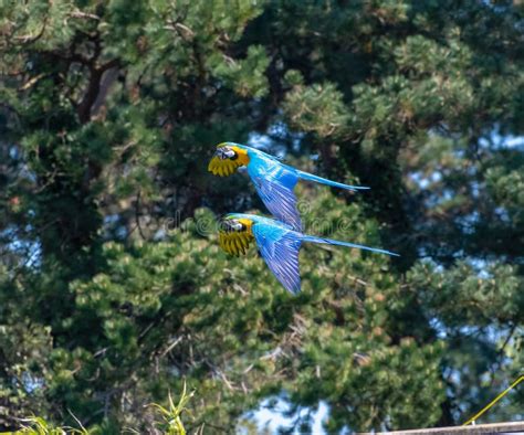 Blue and Yellow Macaw`s Flying Stock Image - Image of color, macaws: 116905457