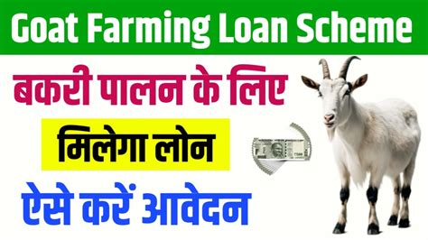 Goat Farming Loan Subsidy 2024 मध्य प्रदेश राज्य सरकार के तरफ से बकरी