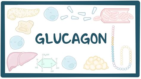 Glucagon: Video, Causes, & Meaning | Osmosis