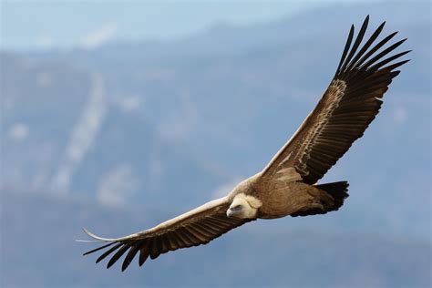 Vautour Fauve Gyps Fulvus Griffon Vulture Olivier Teilhard Flickr