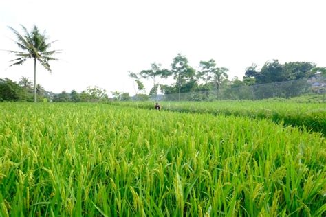 daftar  daerah penghasil padi terbesar  indonesia