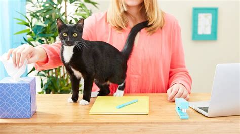 Cat Allergy Medicine: What Can I Give My Cat for Allergies? | BeChewy