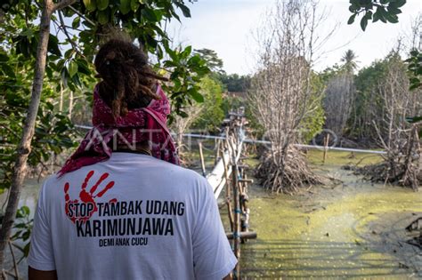 Dampak Kerusakan Lingkungan Akibat Tambak Udang Di Karimunjawa ANTARA