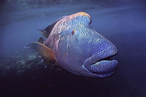 Humphead Wrasse Facts Critterfacts