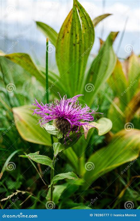 Wid Flowers Stock Image Image Of Natural Floral Camping 78280777