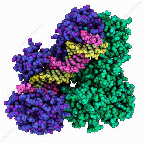 Hiv Reverse Transcriptase Complex Stock Image C Science