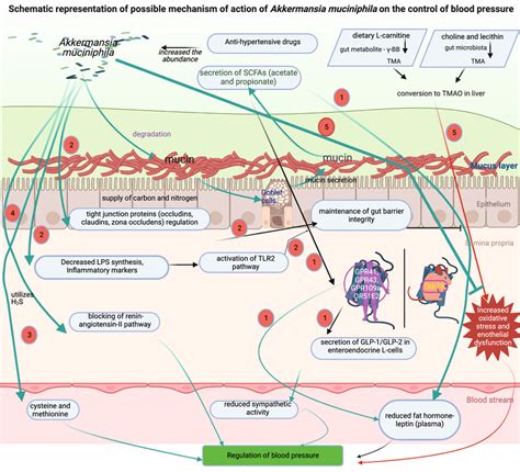 Schematic Representation Of The Possible Mechanism Of Action Of A