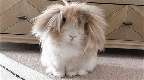 Lionhead Rabbit Breed Information Center Discover The Lionhead Bunny