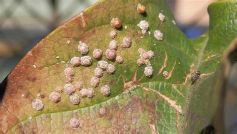 What Are Scale Insects And How To Control Them In Your Garden Yates