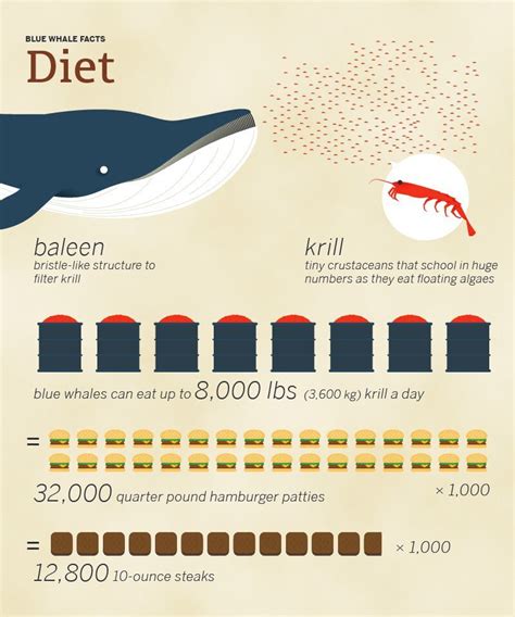 Blue Whale Size Comparison: How Big Are They Compared To Humans?