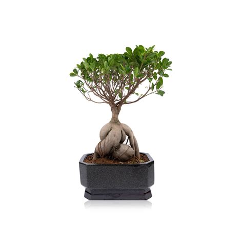 Ficus Microcarpa Ginseng Bonsai Spinneys Uae