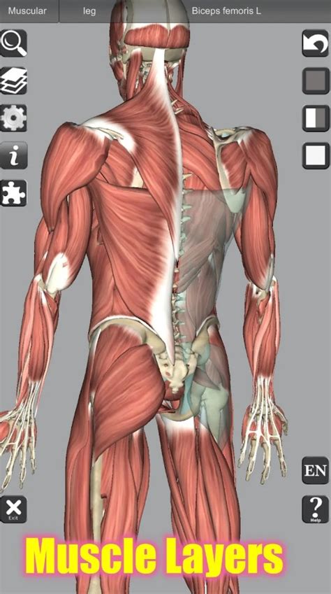 13 Best Anatomy Apps For Android And Ios Freeappsforme Free Apps For Android And Ios