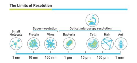 What Magnification Do I Need To See Bacteria