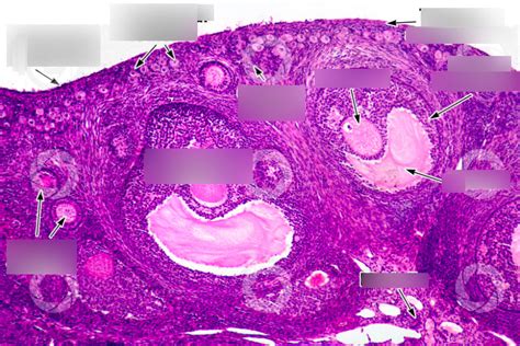 Ovarian Follicles Images Diagram Quizlet