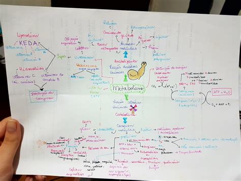 Mapa Mental Del Metabolismo ¡tienes Que Saber Esto