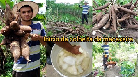 começamos a colheita da macaxeira fazendo massa puba colheita na horta