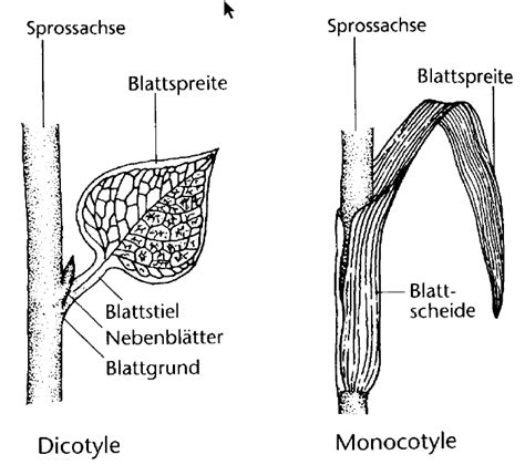 Übersicht der Blattgliederung Form und Funktion von Pflanzen BIO131