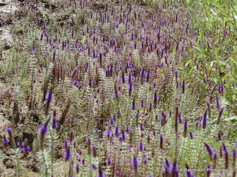 Kas Pathar - Flowers valley in Maharashtra - Rakmoddin's Travel Blog