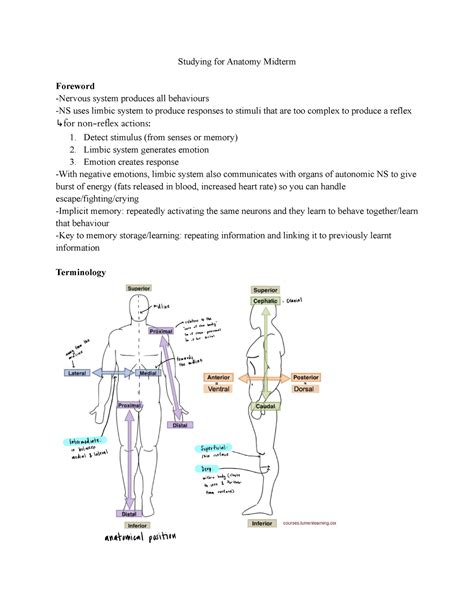 Anp1106 Midterm 1 Studying For Anatomy Midterm Foreword Nervous