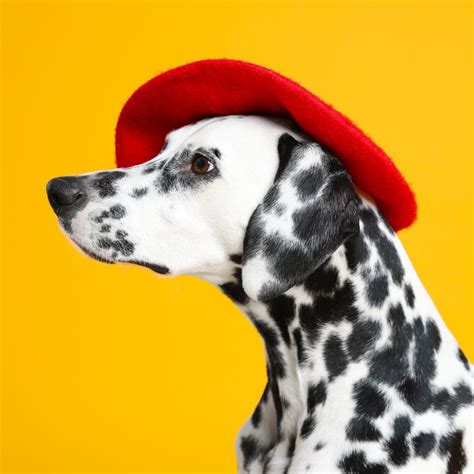 Cutest Dog in the World: 10 of the Cutest Dogs in the World — Sidekick ...
