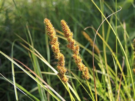 Fox Sedge Plant Care And Growing Guide