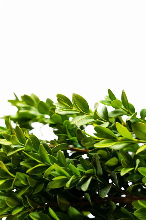Graham Blandy Boxwood Shrubs For Sale | The Tree Center
