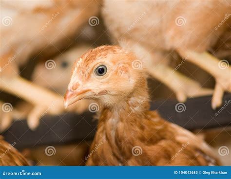 L Int Rieur Ferme De Poulet Alimentation De Poulet Image Stock