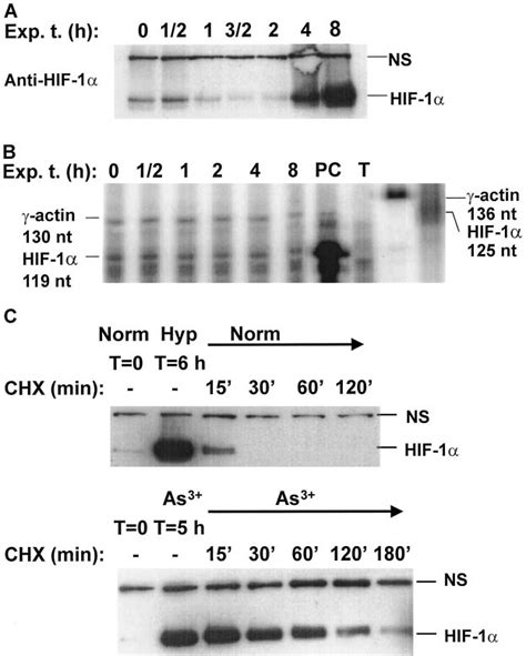 Sodium Arsenite Induces The Stabilization Of Hif 1 Protein A And B