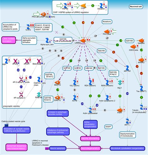 Pathway Map For LRRK2 In Neurons In Parkinsons Disease Significant