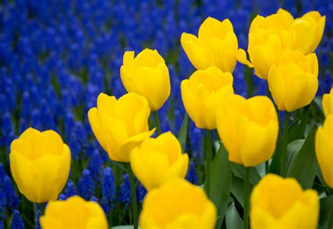 Photos: The tulips are starting to bloom! | Seattle Refined