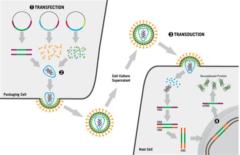 Mirus Transit Lenti Transfection Reagent