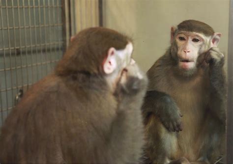 Can Monkeys Learn To Recognize Themselves In The Mirror Live Science