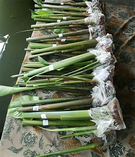 Heliconia Episcopalis Rhizomes For Sale Tropics Home