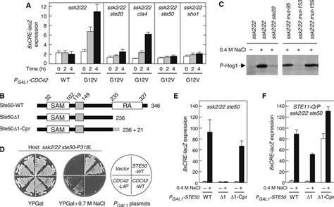 Adaptor Functions Of Cdc42 Ste50 And Sho1 In The Yeast Osmoregulatory