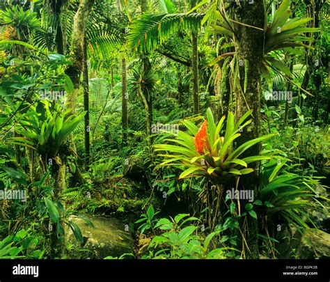 El Yunque Rainforest, bromeliads flowering in forest, Caribbean National Forest, Puerto Rico ...